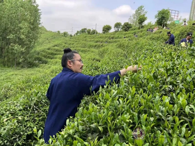 采茶山林間，體驗(yàn)茶道文化